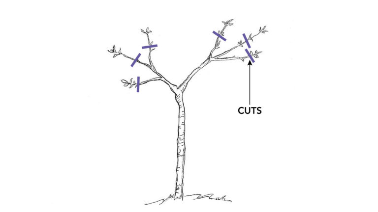 How to Prune Dwarf Fruit Trees - Fine Gardening