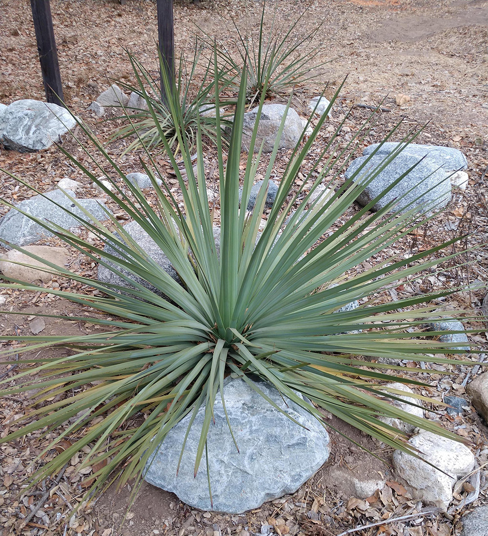 Five Natives For Slope Retention In Southern California FineGardening