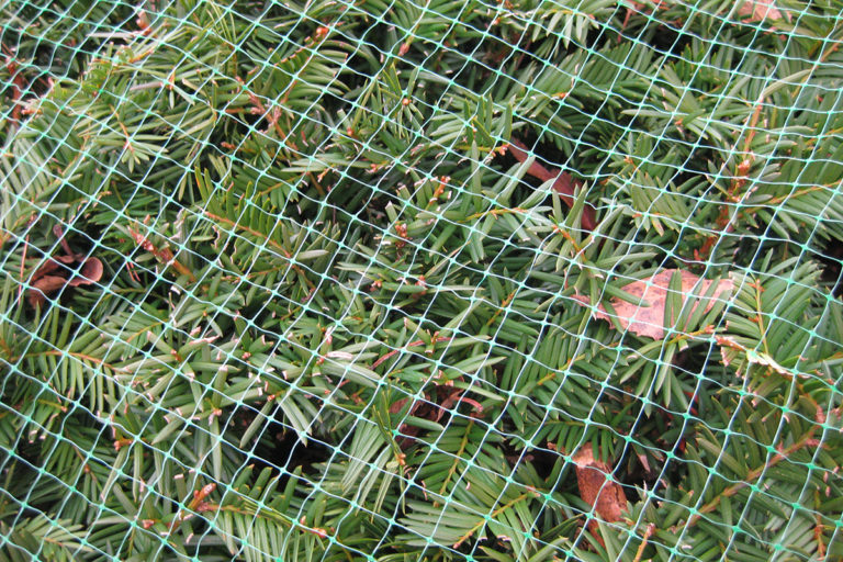 Deterring Gophers in Northern California - Fine Gardening