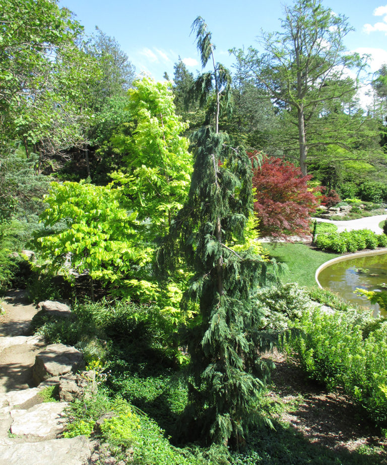 Weeping Conifers for the Midwest Fine Gardening