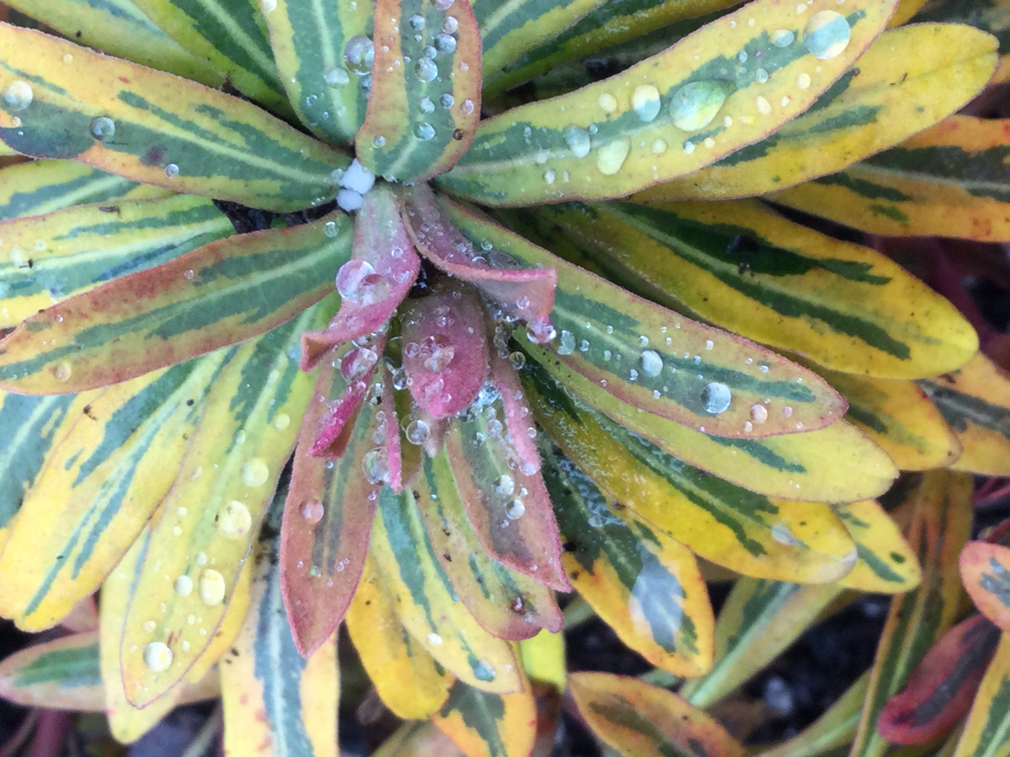 Ascott Rainbow Euphorbia