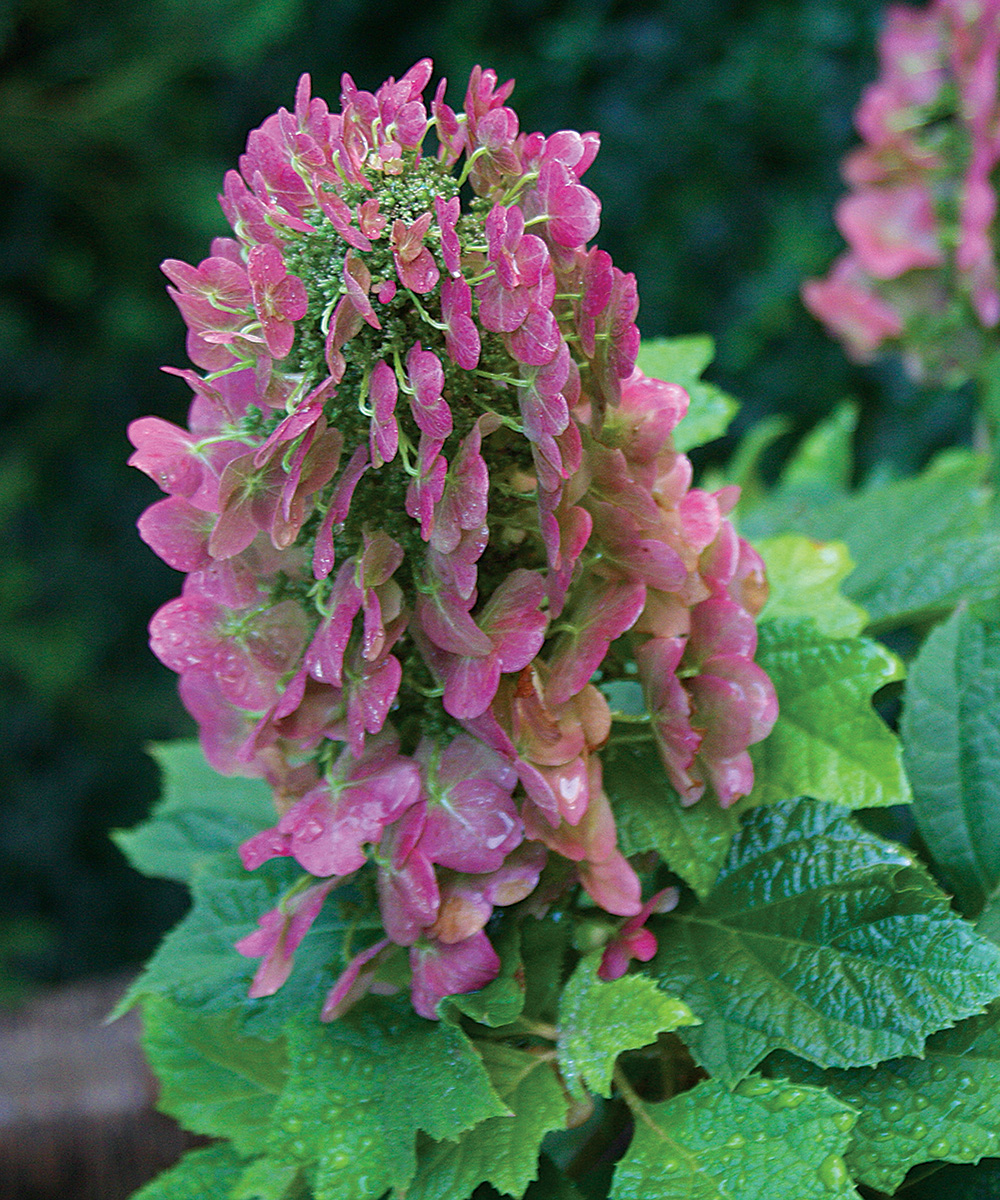 Ruby Slippers Oakleaf Hydrangea