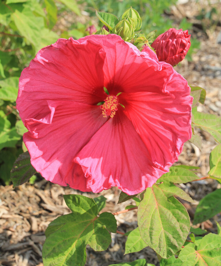 Hardy Hibiscus for the Northern Plains Fine Gardening