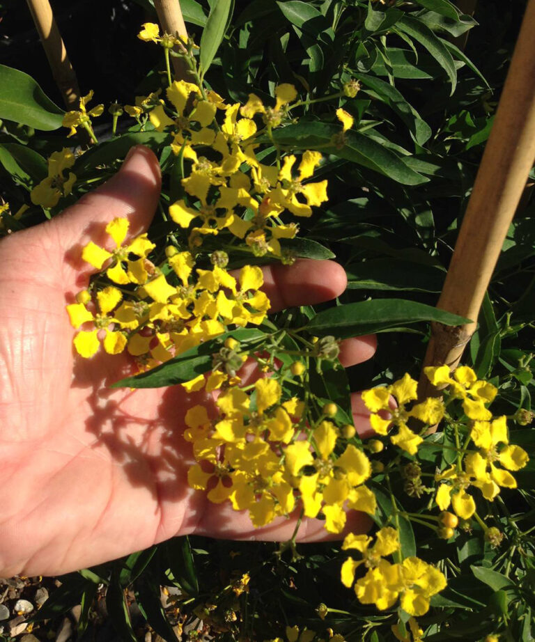 Winter-Flowering Vines for the Southwest - Fine Gardening