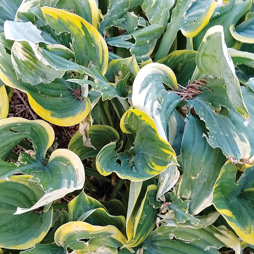 What’s Wrong With My Hosta? Fine Gardening