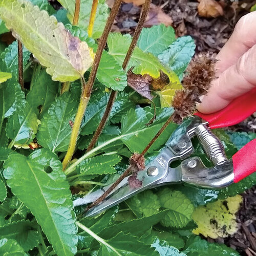 How to Grow Lambs’ Ears and Betony Fine Gardening