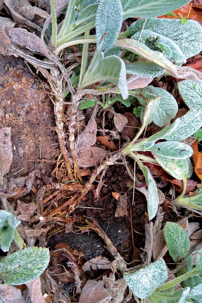How to Grow Lambs’ Ears and Betony FineGardening