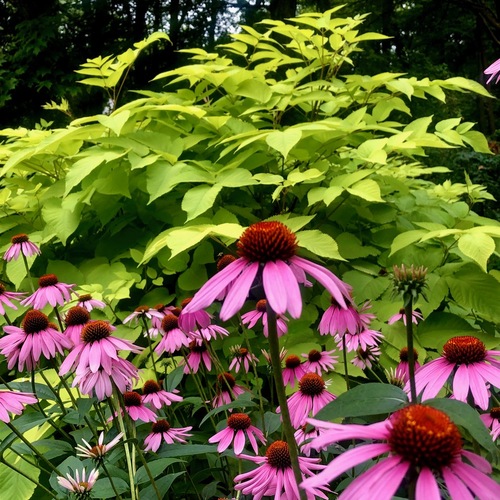 A Landscaper’s Home Garden – FineGardening