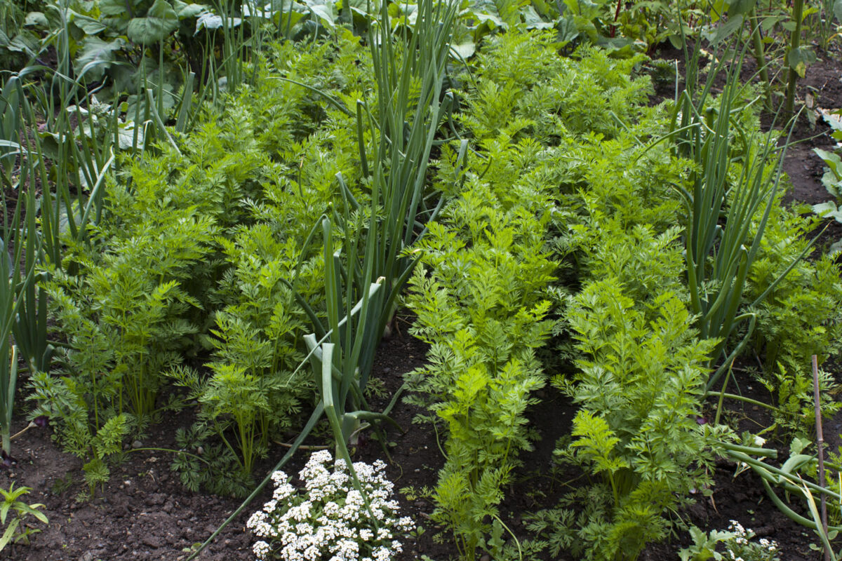 Gardening Through a Difficult Year - FineGardening