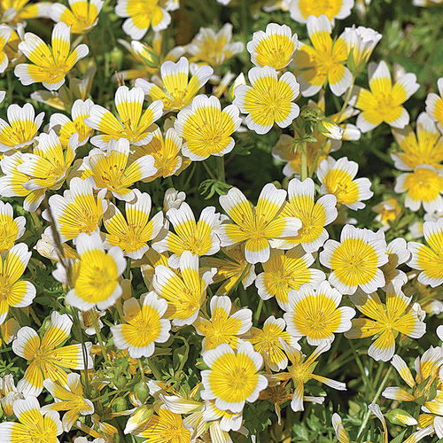 Great Native Plants for Northern California Fine Gardening