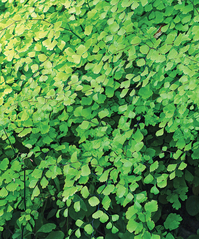 Great Native Plants for the Southeast FineGardening