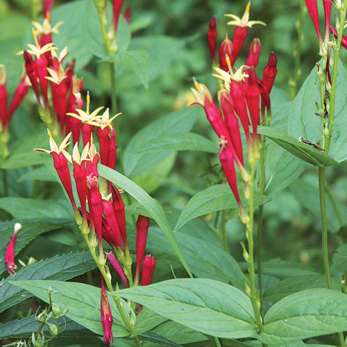 Great Native Plants for the Southeast FineGardening