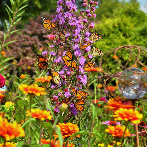 A Garden for Butterflies in Michigan Fine Gardening
