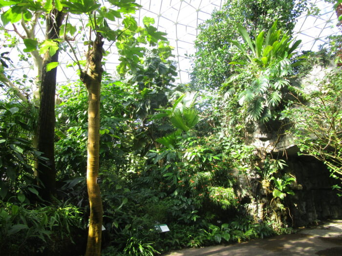 In the Greenhouse at the Missouri Botanical Garden - FineGardening