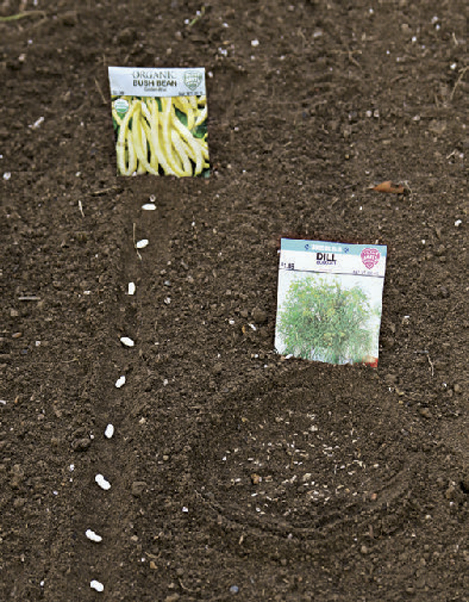 The Dos and Don’ts of Direct Sowing - Fine Gardening