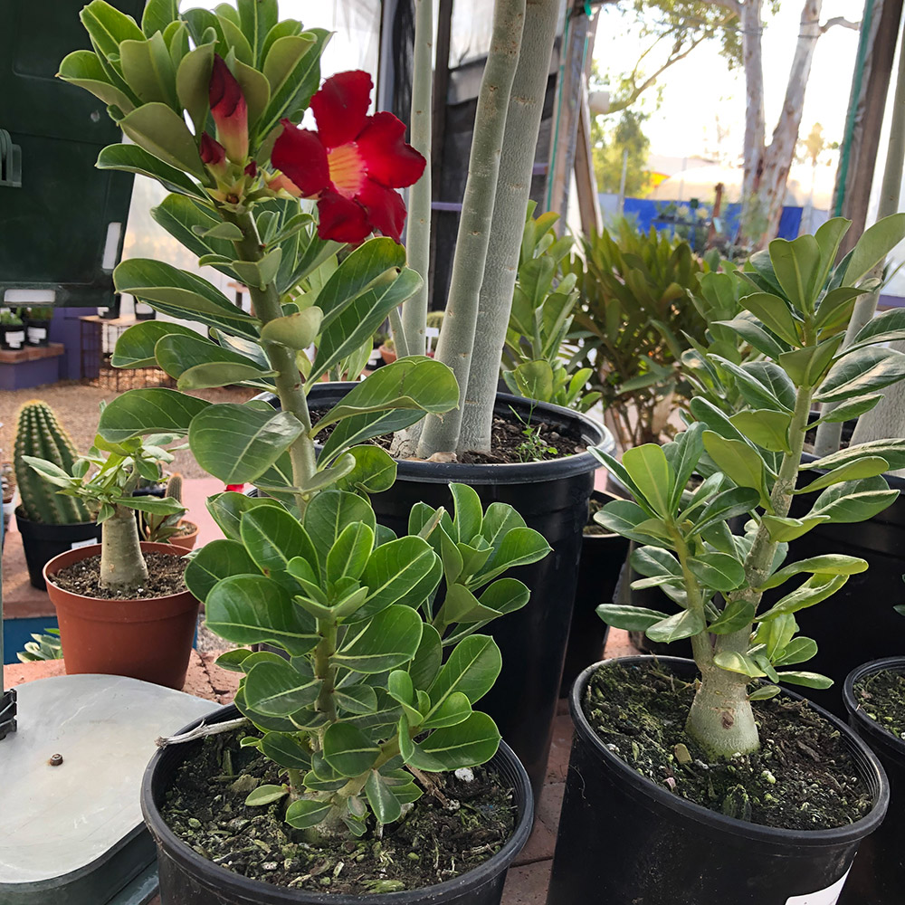 Adenium obesum