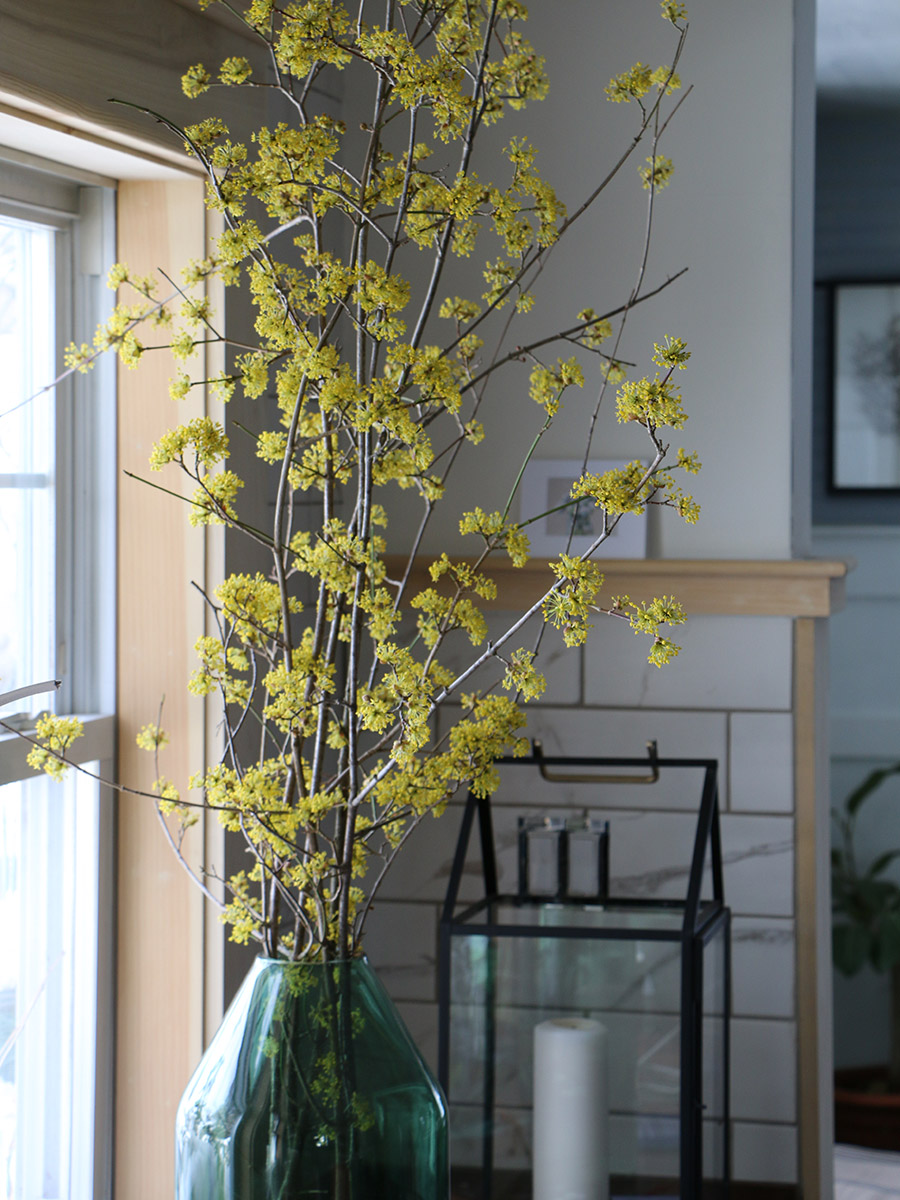 witch hazel branches forced indoors