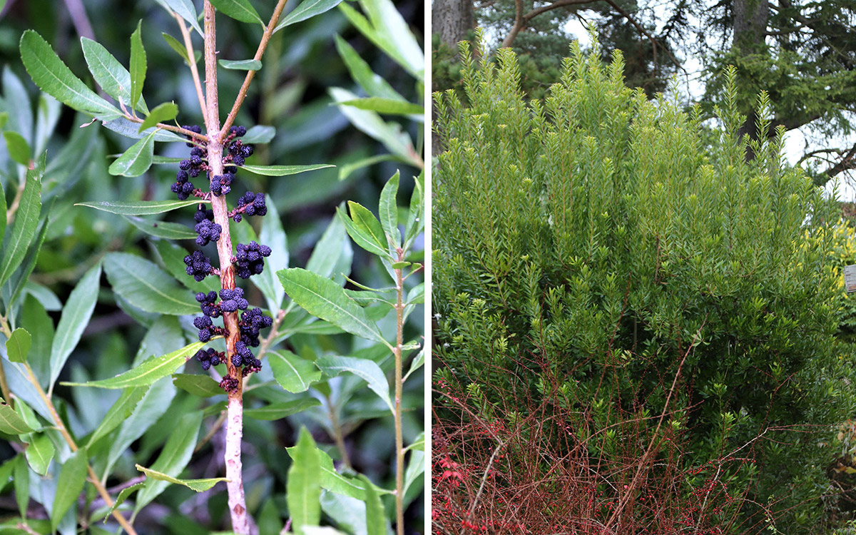 pacific wax myrtle