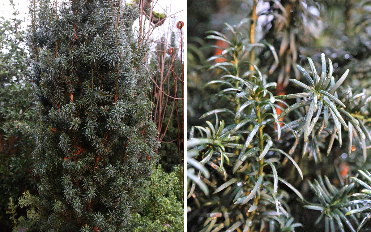 Irish yew close up