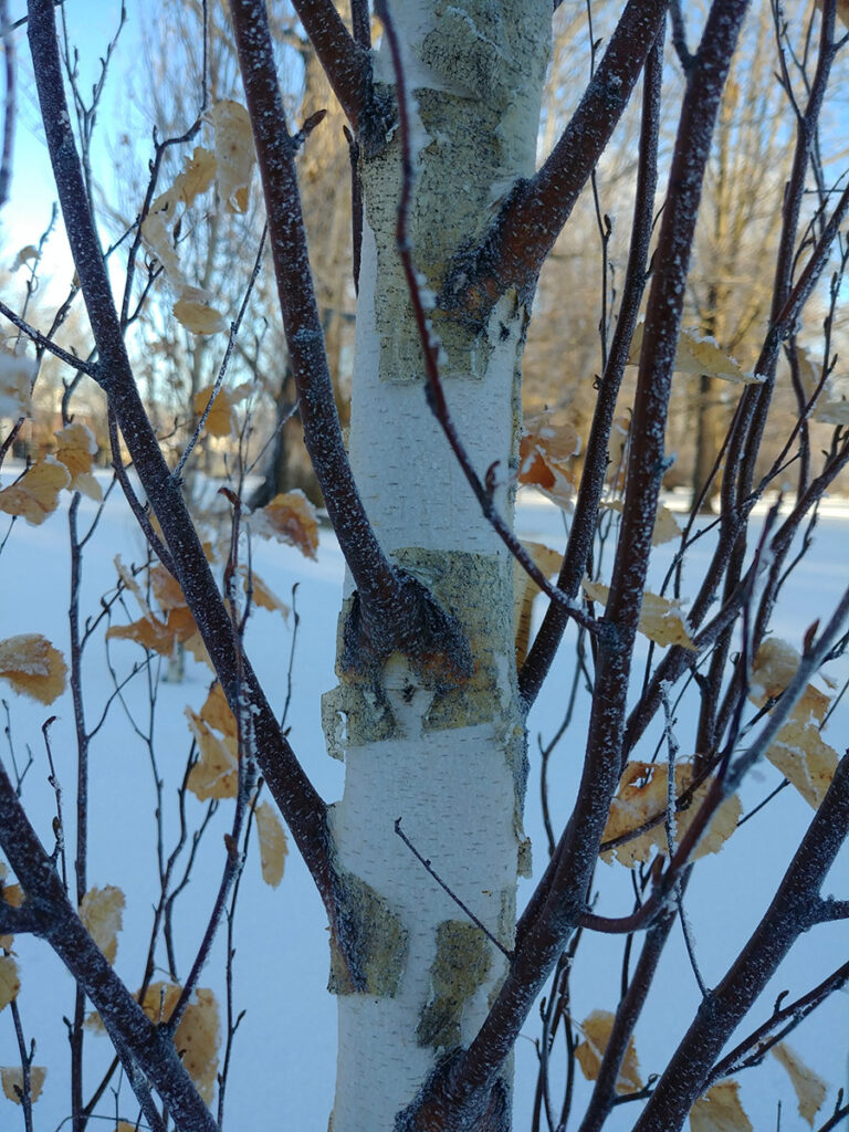 Native Cold Climate Trees Deciduous Trees for Winter Interest in the Northern Plains - Fine Gardening