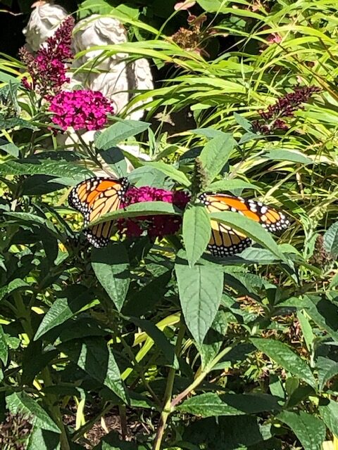 monarchs on a butterfly bush