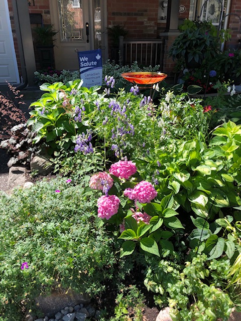 hydrangea in a front yard