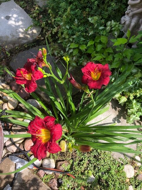 Pardon Me daylily