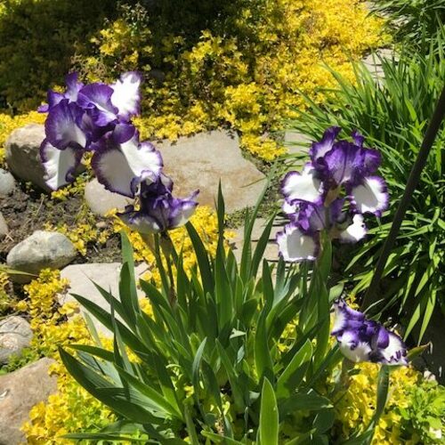 A Garden From Scratch in Toronto