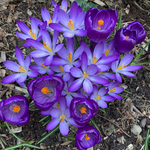 Margot’s Winter Garden – FineGardening