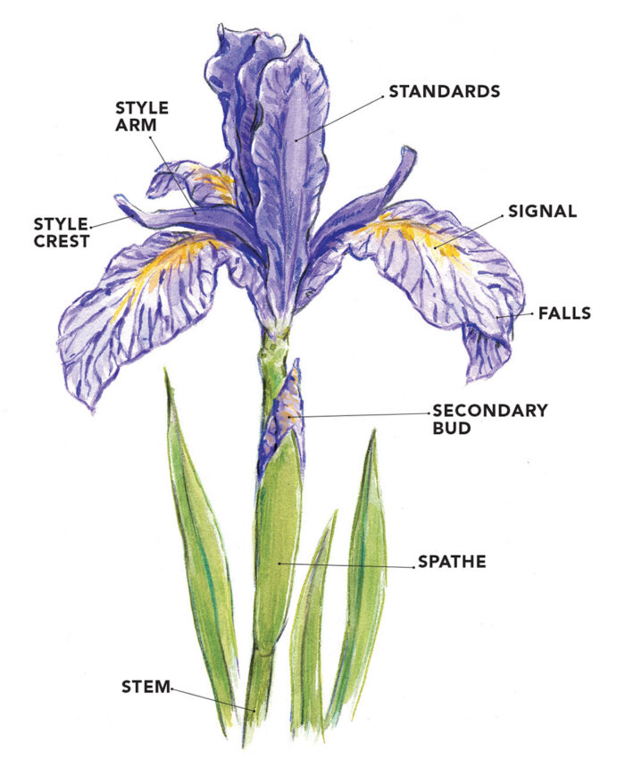 The Other Irises FineGardening