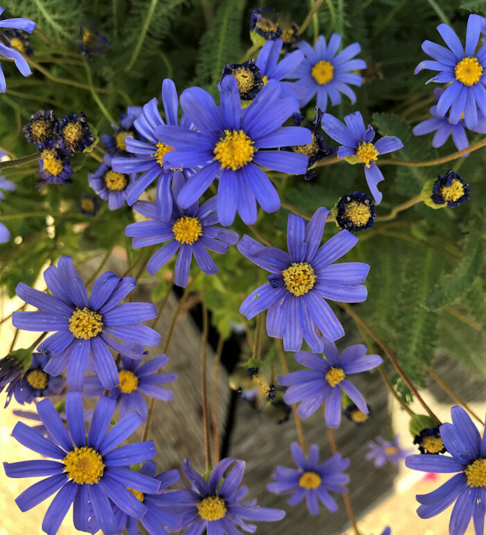 Beautiful Blue Perennials for Northern California FineGardening
