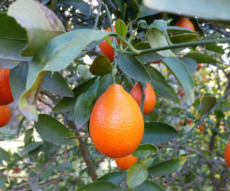 The Best Citrus Trees for Southern California Fine Gardening