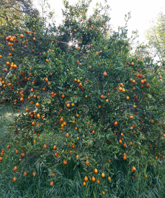 The Best Citrus Trees for Southern California FineGardening