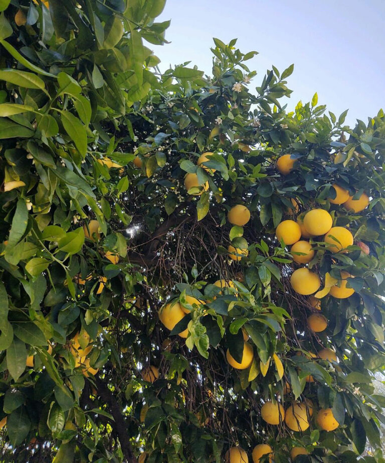 The Best Citrus Trees for Southern California FineGardening