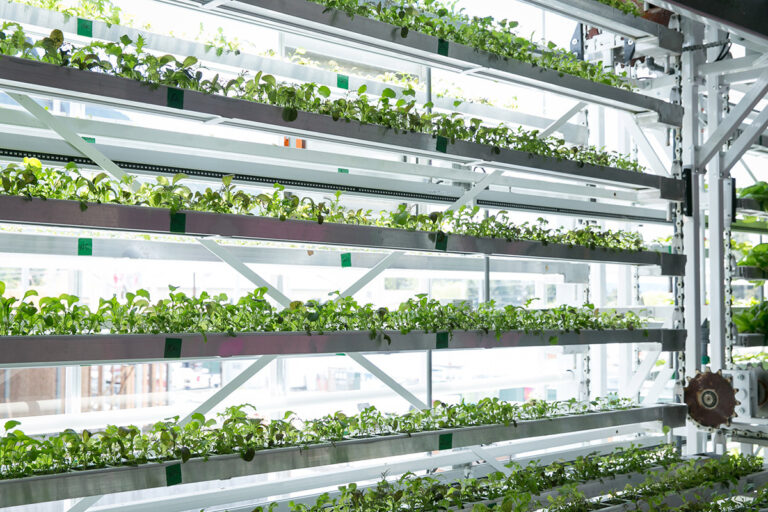 Inside Vertical Harvest Farms in Jackson, Wyoming Fine Gardening