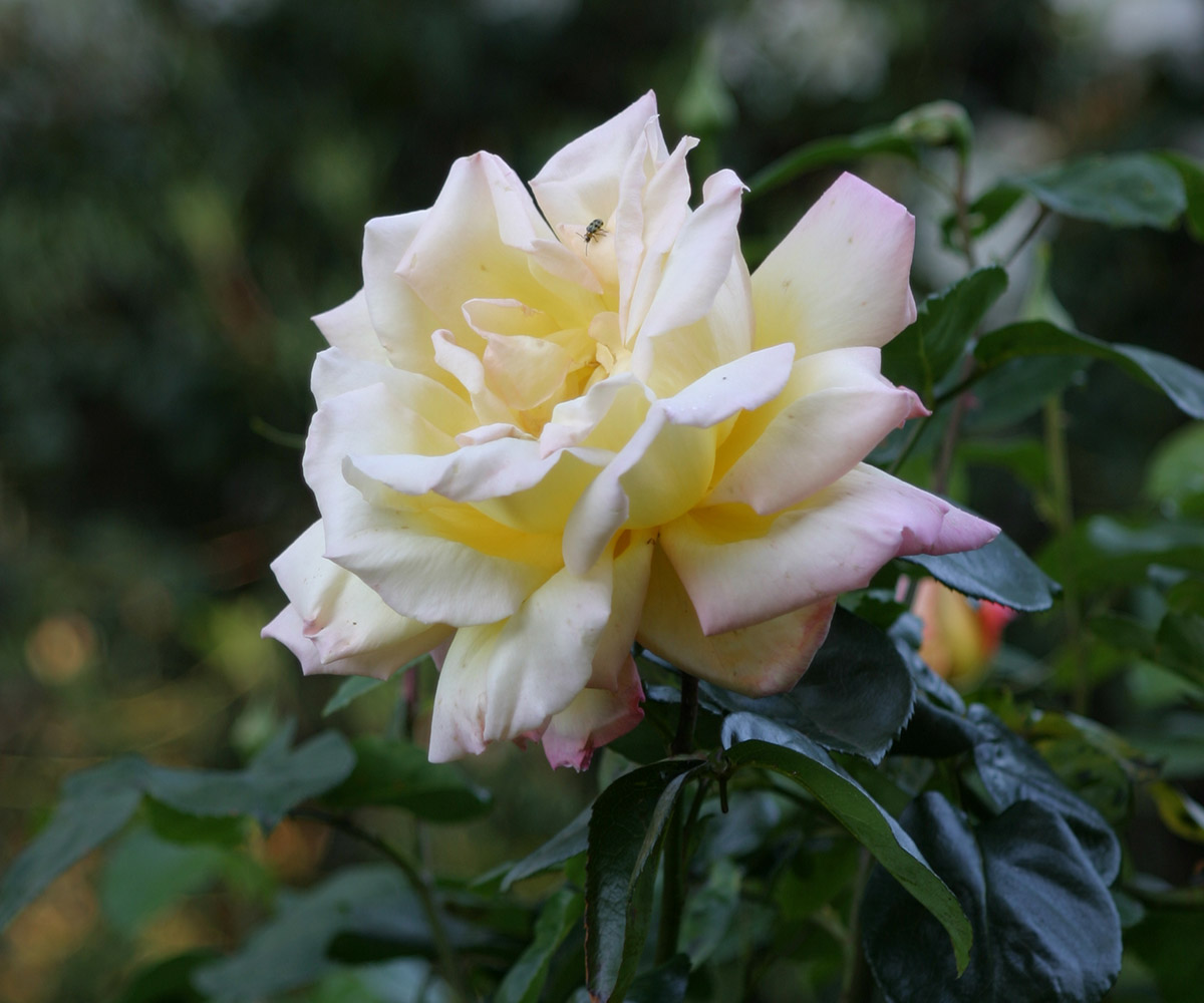 Rosa de té híbrida de paz