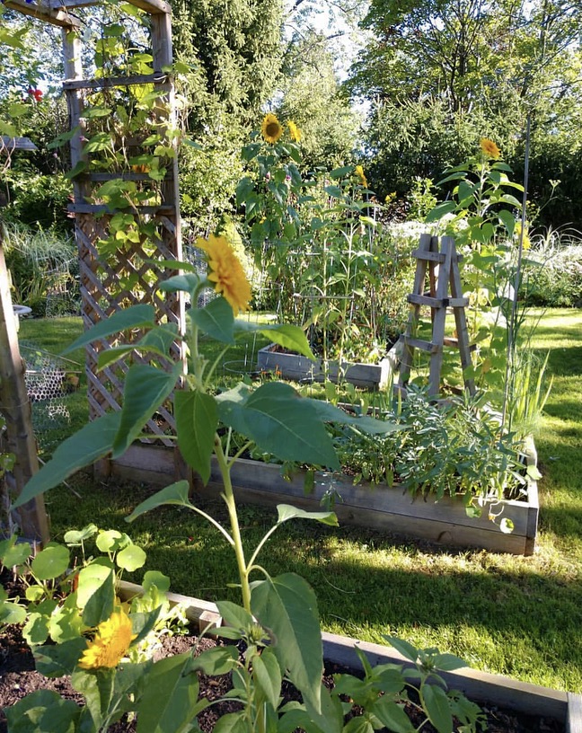 Raised beds for veggies and herbs