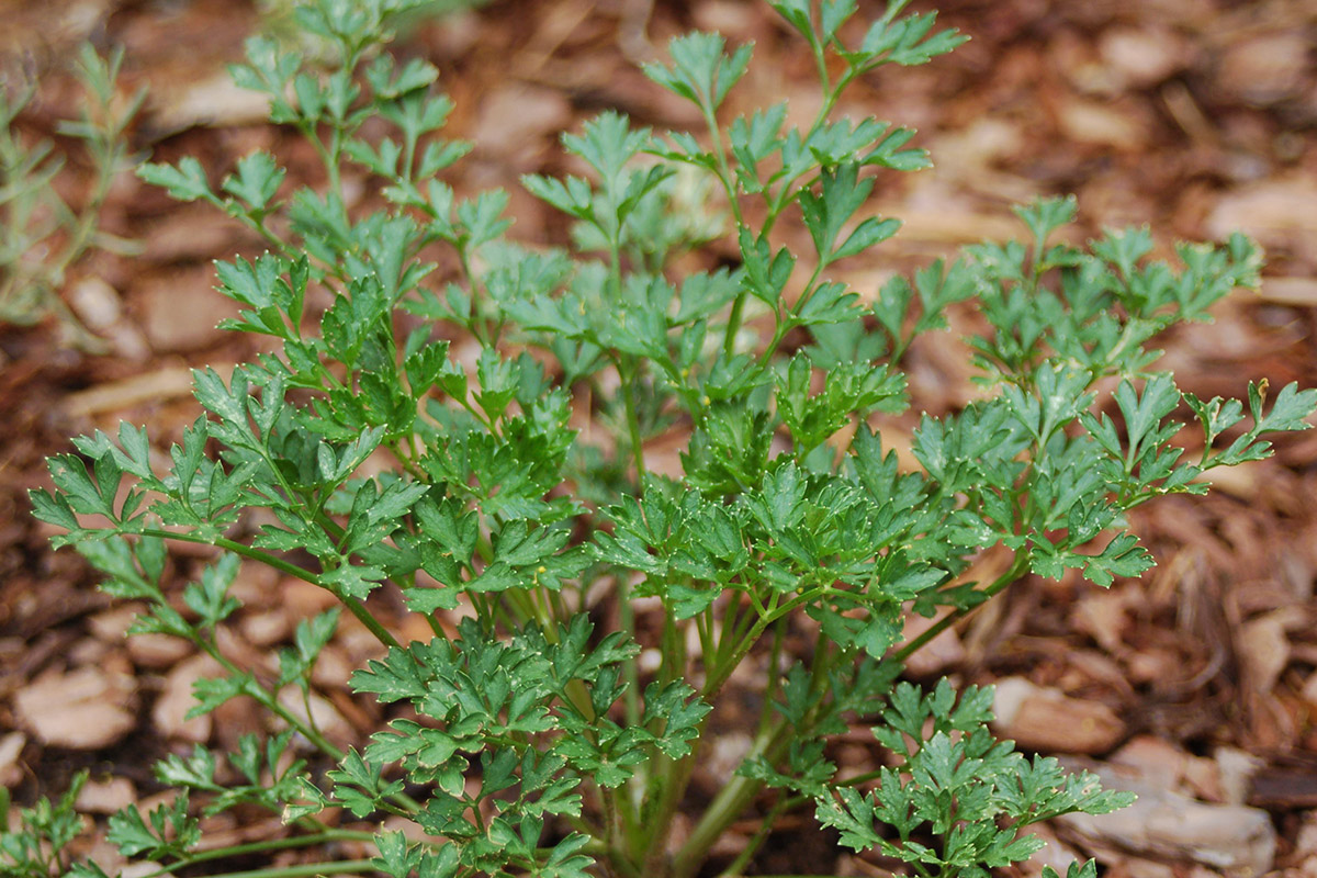 Parsley