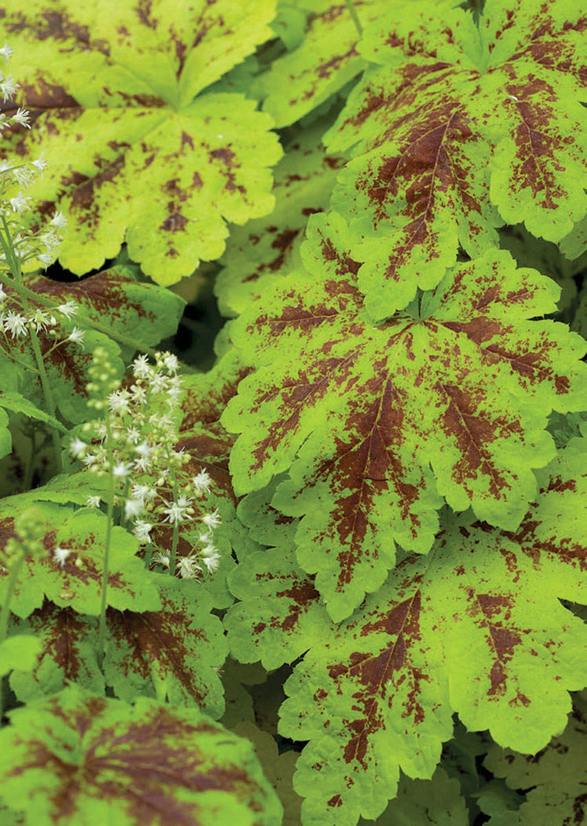 What Chartreuse Plants Can Do for You Fine Gardening