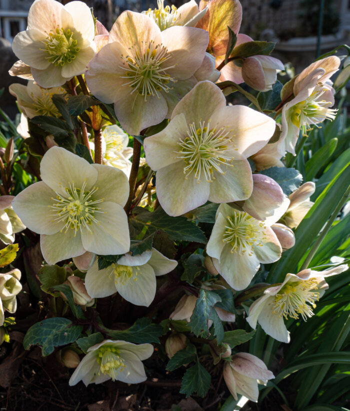 Kevin's Hellebore Collection FineGardening