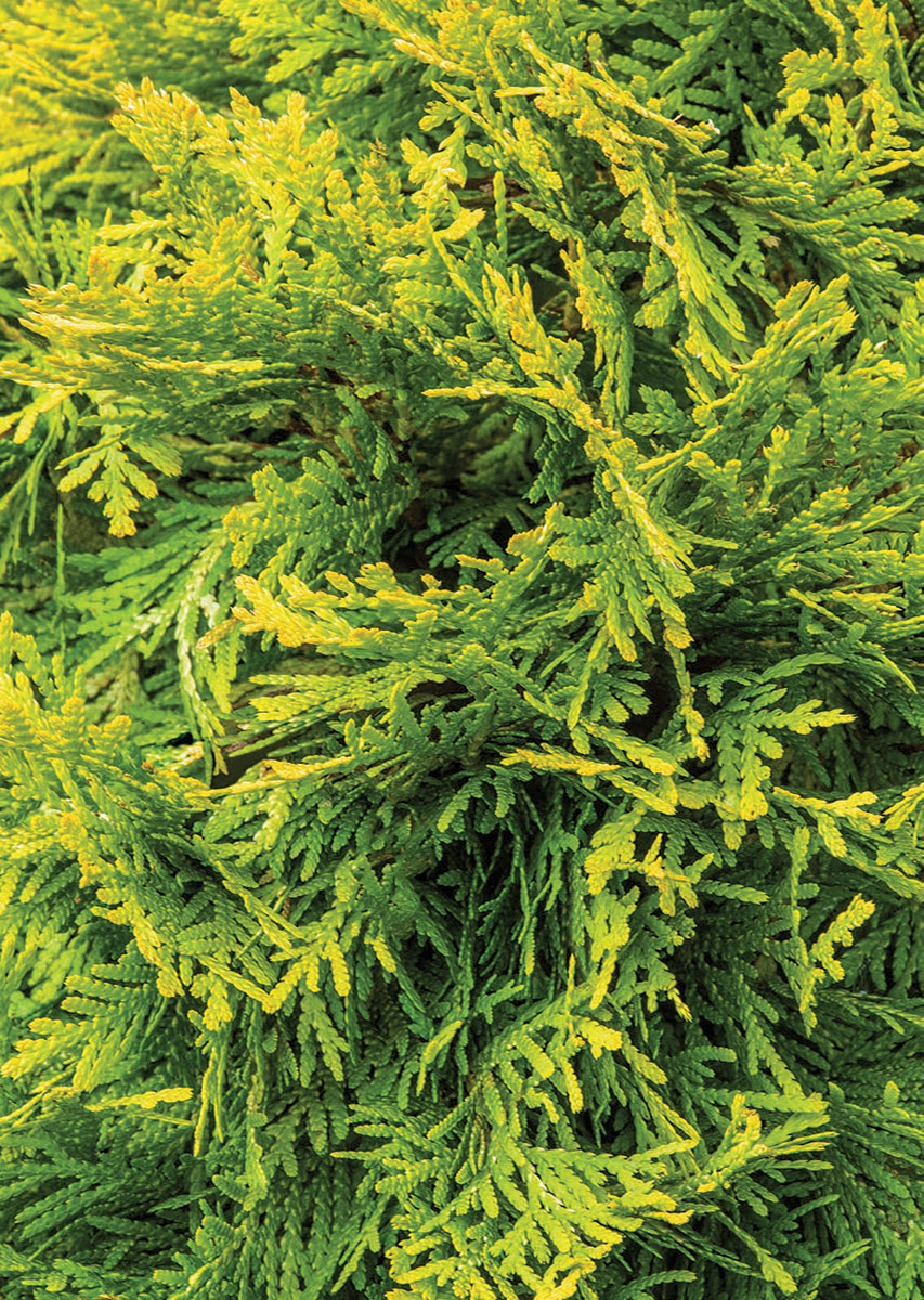 What Chartreuse Plants Can Do for You Fine Gardening