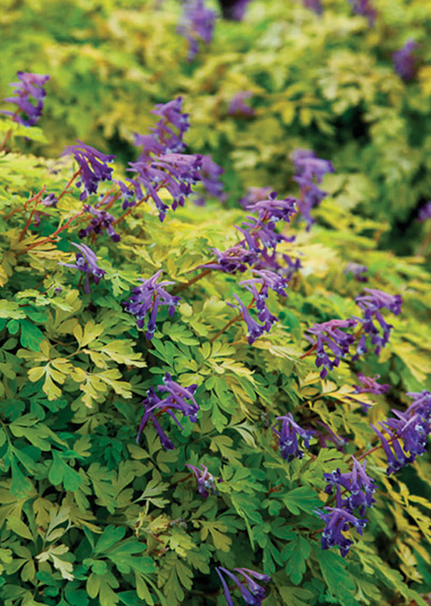 What Chartreuse Plants Can Do for You Fine Gardening