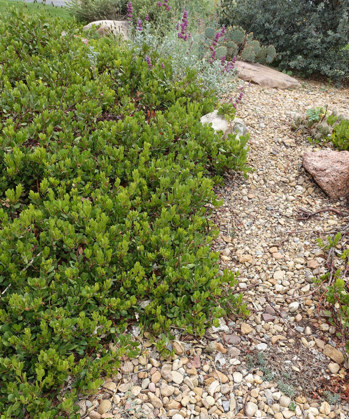 LowGrowing, Evergreen Shrubs for Dry Shade in the Mountain West Fine