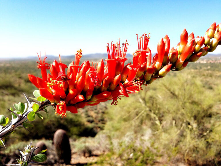 Ocotillo Is a Native Shrub You Need to Grow Fine Gardening