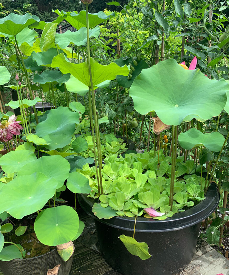 Growing Lotus in Containers in the Northeast FineGardening