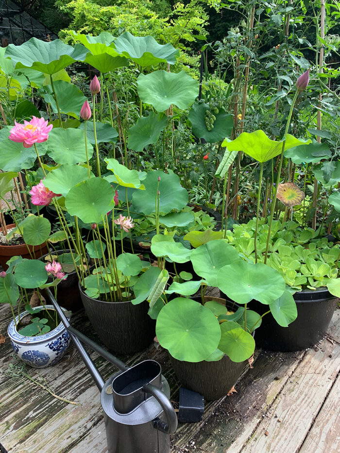 How to Grow Lotus in Containers Fine Gardening