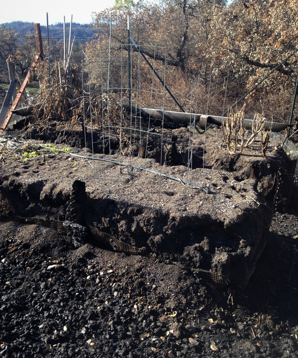 garden after fire