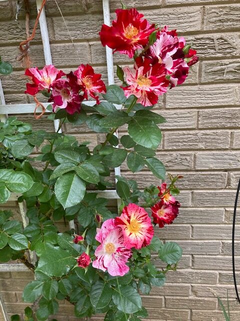 Red-and-white striped rose growing against a brick wall