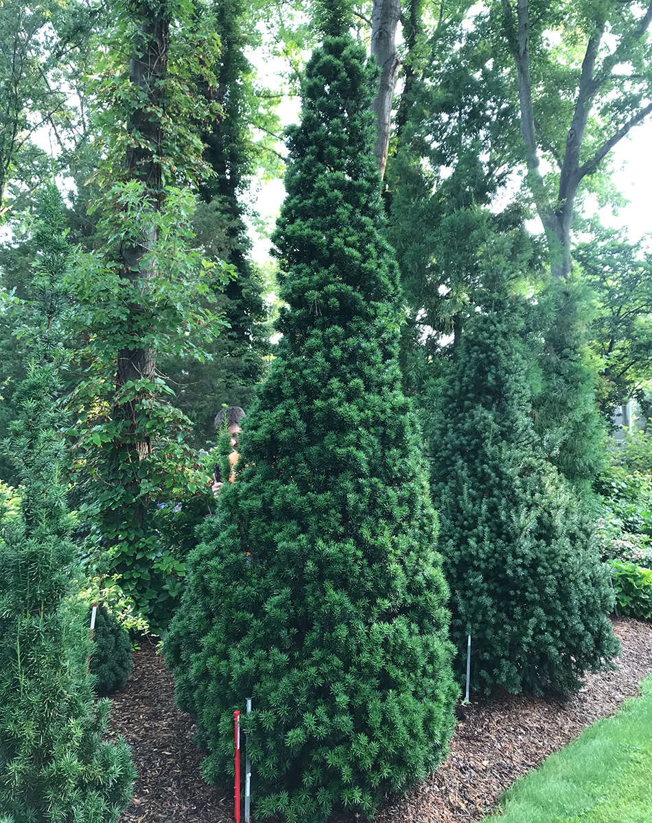 Viridis yew