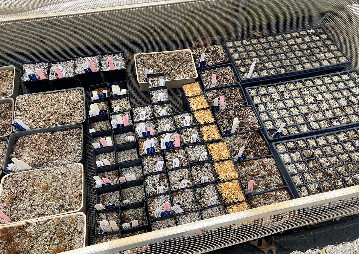 seed flats caged from pests